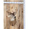 Image 1 : 5x5 Whitetail Shoulder Mount Taxidermy
