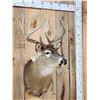 Image 2 : 5x5 Whitetail Shoulder Mount Taxidermy