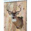 Image 3 : 5x5 Whitetail Shoulder Mount Taxidermy