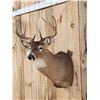 Image 4 : 5x5 Whitetail Shoulder Mount Taxidermy