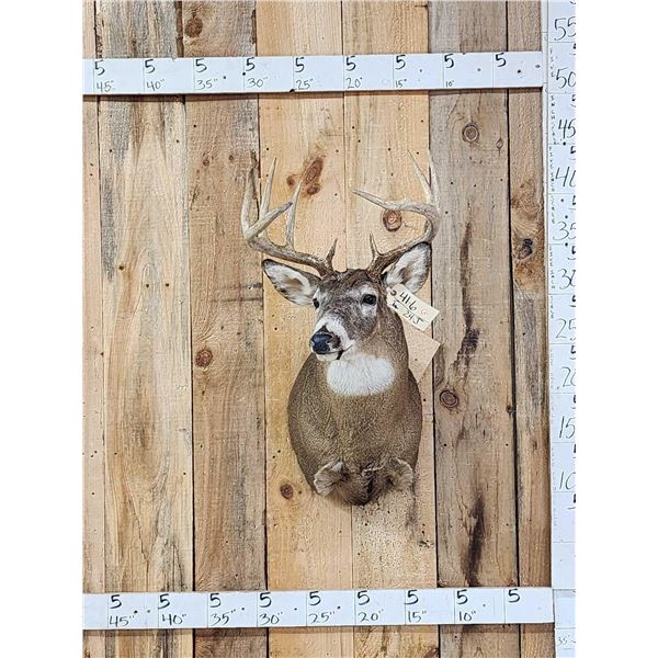 5x5 Whitetail Shoulder Mount Taxidermy