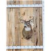 Image 1 : 5x5 Whitetail Shoulder Mount Taxidermy