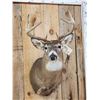 Image 2 : 5x5 Whitetail Shoulder Mount Taxidermy