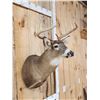 Image 3 : 5x5 Whitetail Shoulder Mount Taxidermy