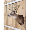 Image 4 : 5x5 Whitetail Shoulder Mount Taxidermy