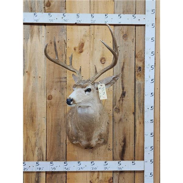 Main Frame 4x4 Whitetail Shoulder Mount Taxidermy