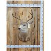 Image 1 : Main Frame 4x4 Whitetail Shoulder Mount Taxidermy