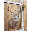 Image 2 : Main Frame 4x4 Whitetail Shoulder Mount Taxidermy
