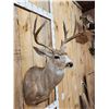 Image 3 : Main Frame 4x4 Whitetail Shoulder Mount Taxidermy