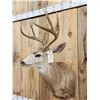 Image 4 : Main Frame 4x4 Whitetail Shoulder Mount Taxidermy