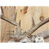 Image 5 : Main Frame 4x4 Whitetail Shoulder Mount Taxidermy