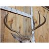 Image 6 : Main Frame 4x4 Whitetail Shoulder Mount Taxidermy