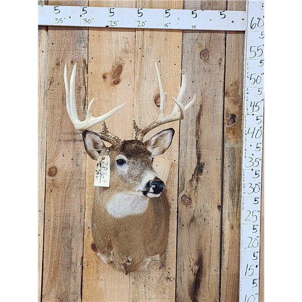 4x4 Whitetail Shoulder Mount Taxidermy