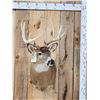 Image 1 : 4x4 Whitetail Shoulder Mount Taxidermy