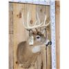 Image 2 : 4x4 Whitetail Shoulder Mount Taxidermy