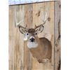 Image 3 : 4x4 Whitetail Shoulder Mount Taxidermy