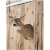 Image 4 : 4x4 Whitetail Shoulder Mount Taxidermy