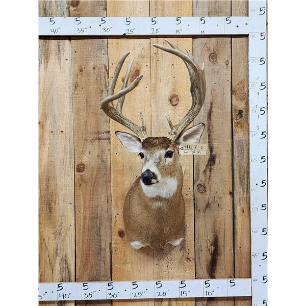 4x4 Whitetail Shoulder Mount Taxidermy