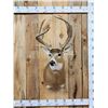 Image 1 : 4x4 Whitetail Shoulder Mount Taxidermy