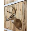 Image 2 : 4x4 Whitetail Shoulder Mount Taxidermy