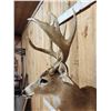 Image 3 : 4x4 Whitetail Shoulder Mount Taxidermy