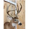 Image 4 : 4x4 Whitetail Shoulder Mount Taxidermy