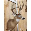 Image 5 : 4x4 Whitetail Shoulder Mount Taxidermy