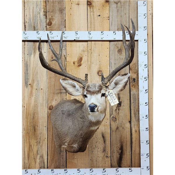 4x5 Mule Deer Shoulder Mount Taxidermy