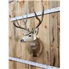 Image 2 : 4x5 Mule Deer Shoulder Mount Taxidermy