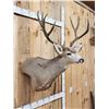 Image 3 : 4x5 Mule Deer Shoulder Mount Taxidermy