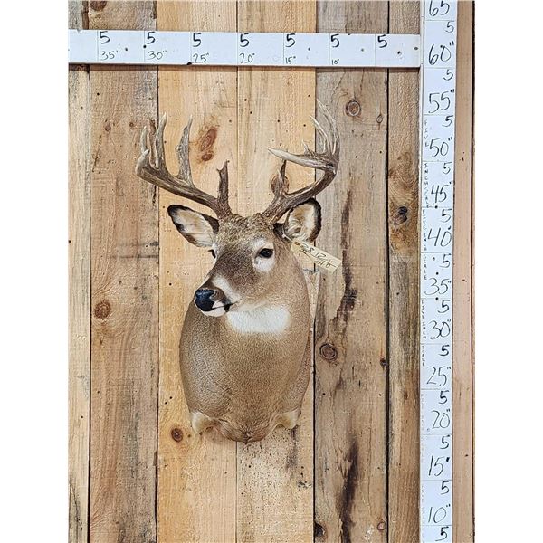 5x5 Whitetail Shoulder Mount Taxidermy