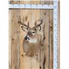 Image 1 : 5x5 Whitetail Shoulder Mount Taxidermy