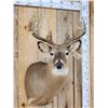 Image 2 : 5x5 Whitetail Shoulder Mount Taxidermy