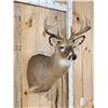 Image 3 : 5x5 Whitetail Shoulder Mount Taxidermy