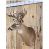 Image 4 : 5x5 Whitetail Shoulder Mount Taxidermy