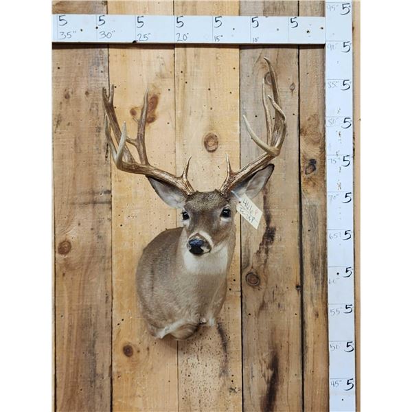 Main Frame 5x5 Whitetail Shoulder Mount Taxidermy