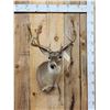 Image 1 : Main Frame 5x5 Whitetail Shoulder Mount Taxidermy