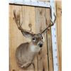 Image 2 : Main Frame 5x5 Whitetail Shoulder Mount Taxidermy