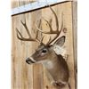 Image 3 : Main Frame 5x5 Whitetail Shoulder Mount Taxidermy