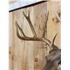 Image 4 : Main Frame 5x5 Whitetail Shoulder Mount Taxidermy