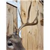 Image 5 : Main Frame 5x5 Whitetail Shoulder Mount Taxidermy