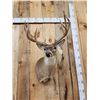 Image 6 : Main Frame 5x5 Whitetail Shoulder Mount Taxidermy