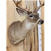 Image 7 : Main Frame 5x5 Whitetail Shoulder Mount Taxidermy
