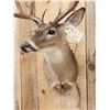 Image 8 : Main Frame 5x5 Whitetail Shoulder Mount Taxidermy