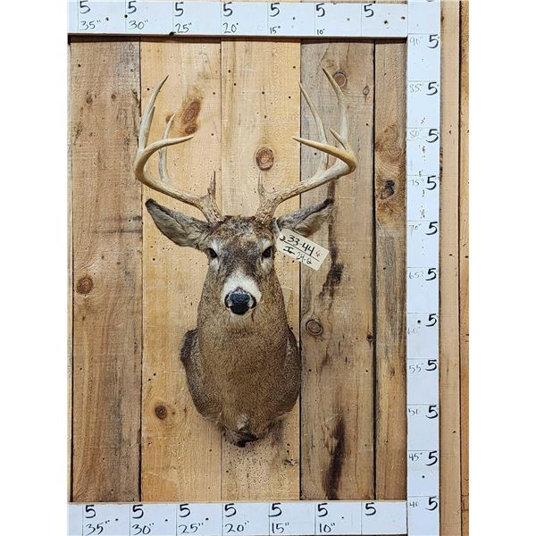 5x5 Whitetail Shoulder Mount Taxidermy