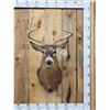 Image 1 : 5x5 Whitetail Shoulder Mount Taxidermy