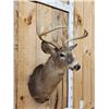 Image 2 : 5x5 Whitetail Shoulder Mount Taxidermy