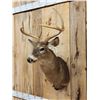 Image 3 : 5x5 Whitetail Shoulder Mount Taxidermy