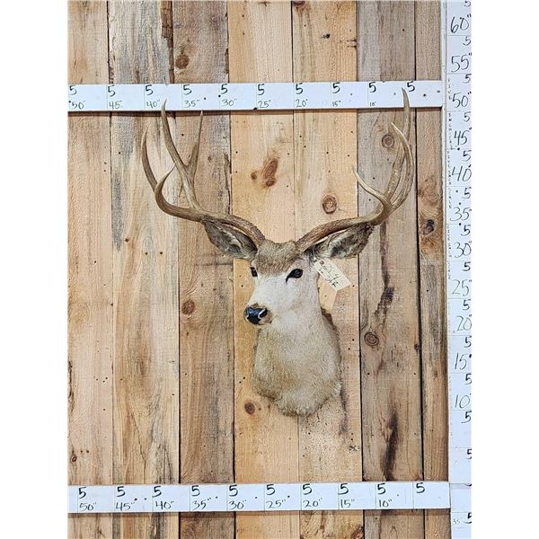 4x4 Mule Deer Shoulder Mount Taxidermy