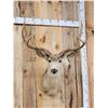 Image 2 : 4x4 Mule Deer Shoulder Mount Taxidermy